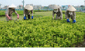 Vì đô thị sáng, xanh, sạch đẹp và văn minh