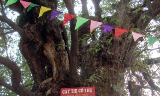 Cây di sản đầu tiên của Bắc Ninh