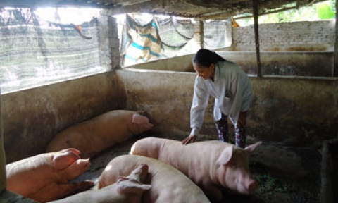 Dịch tai xanh, nỗi lo của người chăn nuôi