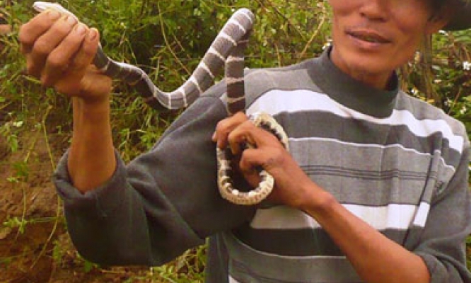 Chuyện nghề bắt rắn 