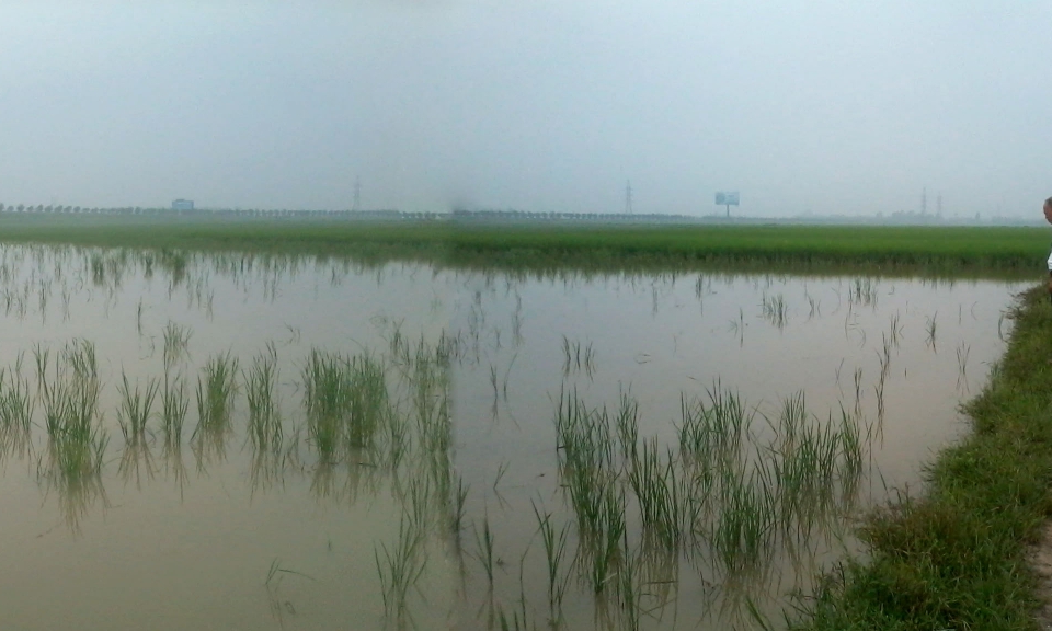 Đi tìm giải pháp cho những cánh đồng bỏ hoang ở thành phố Bắc Ninh