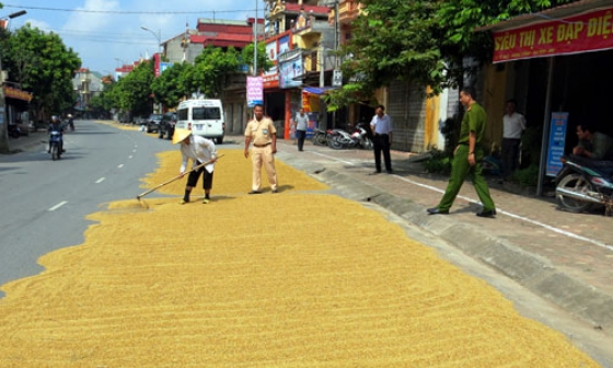 Ngày mùa-Tiềm ẩn nguy cơ tai nạn giao thông 