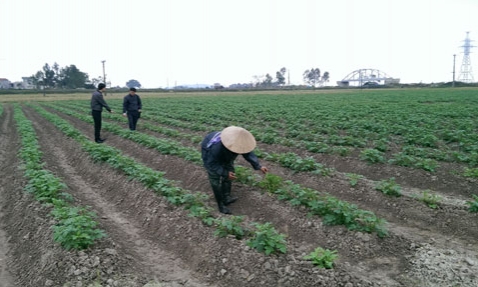 Mượn đất lập nghiệp - Cách làm mới ở Bắc Ninh