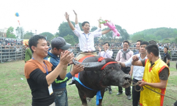 Chung kết Hội chọi trâu Báo Nông thôn Ngày nay- Phú Sơn, Bắc Ninh 2015