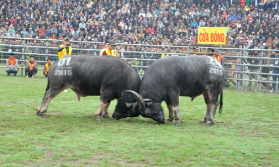 Khai mạc Hội chọi trâu Báo Nông thôn ngày nay- Phú Sơn Bắc Ninh 2015