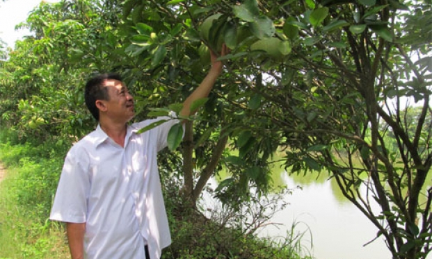 Khai thác nguồn vốn ưu đãi giúp nông dân phát triển kinh tế