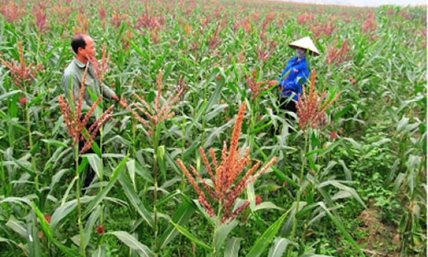 Sức bật Minh Đạo