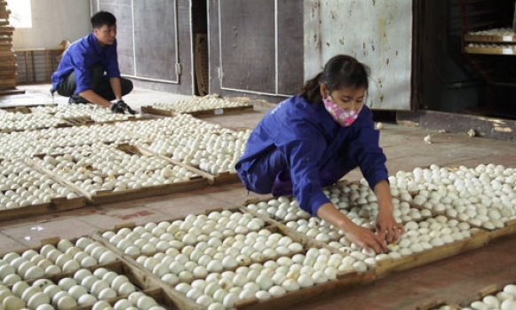 Agribank - Lực đẩy phát triển nông nghiệp, nông thôn