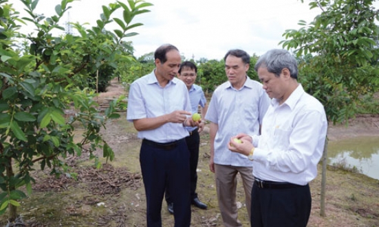 Chủ tịch UBND tỉnh thăm các mô hình trang trại tiêu biểu 