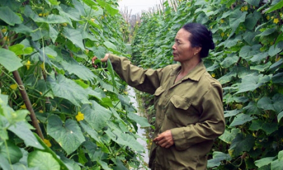 Yên Phong nỗ lực đào tạo nghề cho lao động nông thôn