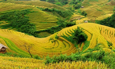 “Lạc” giữa mùa vàng 