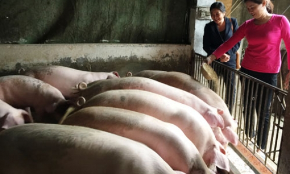 Tổ tiết kiệm và vay vốn “bốn không, hai đúng”