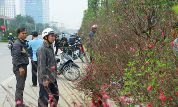 Thị trường hoa Tết: Đào nở sớm, quất giữ giá