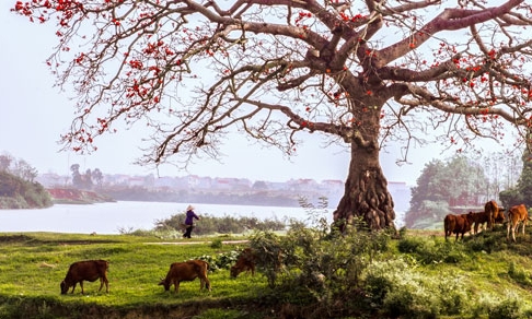 Cây gạo bến sông
