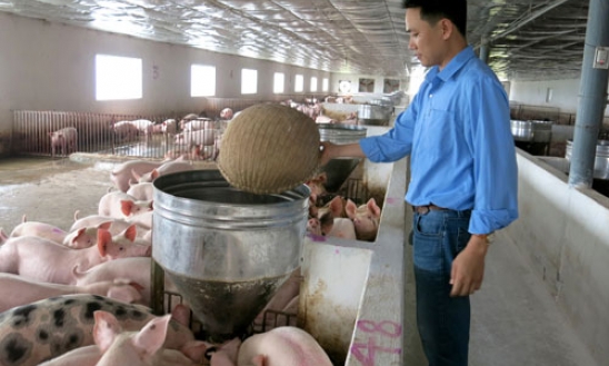 Từ giá thịt lợn hơi giảm kỷ lục, tới giải bài toán liên kết sản xuất
