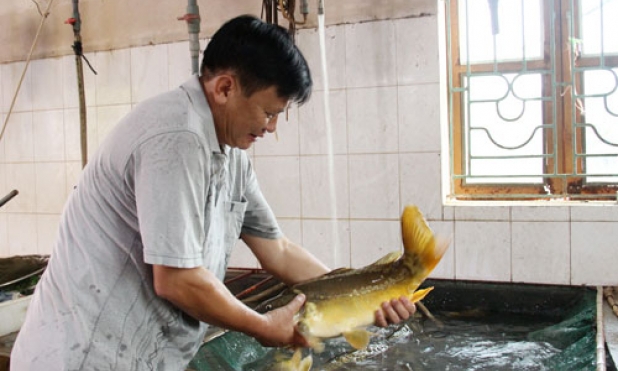 Công ty Cổ phần Đầu tư MTT Việt Nam và hành trình nuôi cá ở Uzbekistan