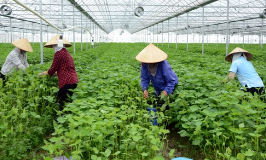 Lâm Thao cán đích Nông thôn mới