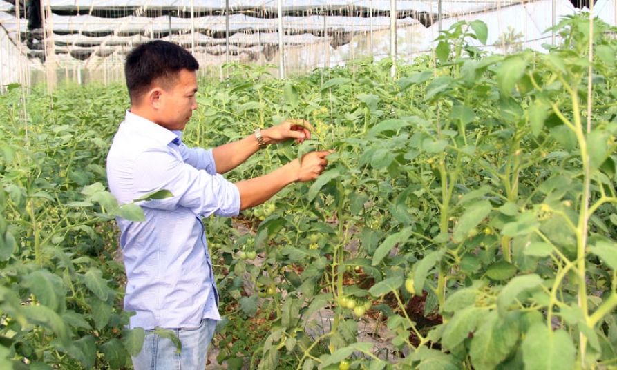 Rau sạch “năm không” của cử nhân sinh học