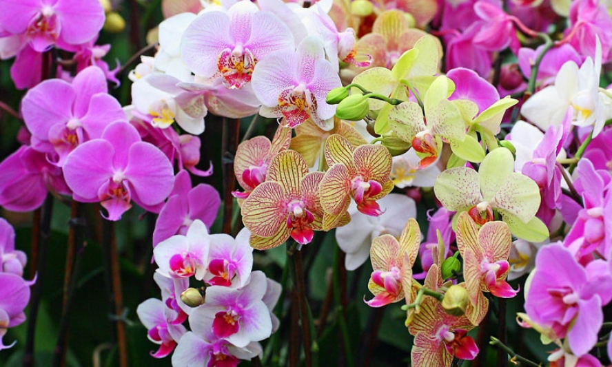 Ra mắt Hội hoa Lan huyện Gia Bình