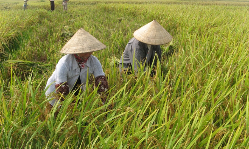 Bâng khuâng mùa gặt