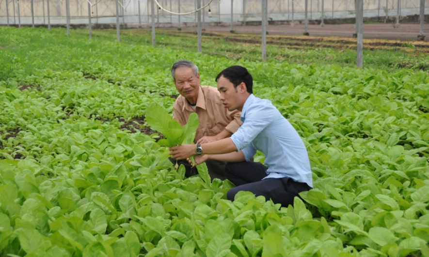 Dabaco với “sứ mệnh”  giải cơn khát rau an toàn