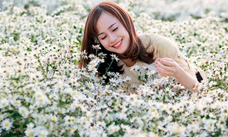 Mùa cúc họa mi về