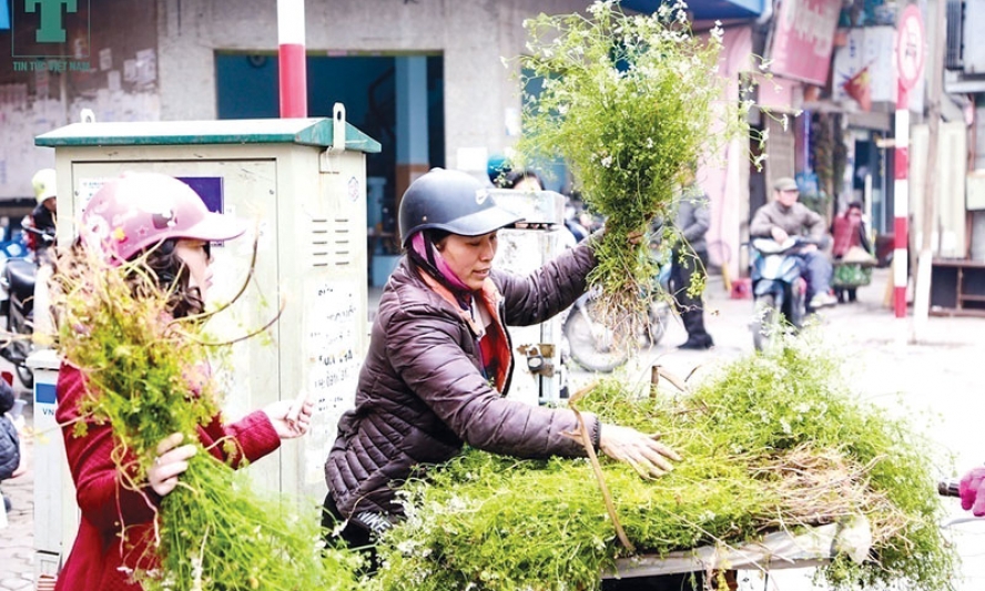 Hương Tết