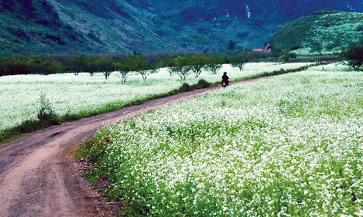 Đường hoa Xuyến chi