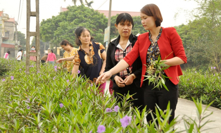 Gia Bình: Trồng được 28.000m đường hoa phụ nữ