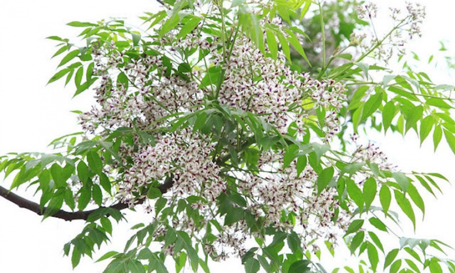 Nhớ vườn quê xưa