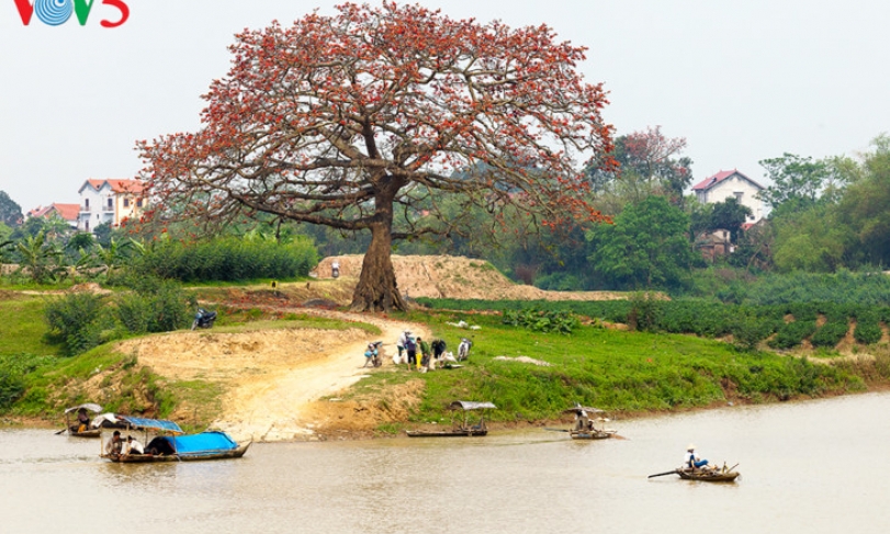 Hoa gạo lỡ mùa