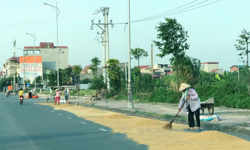 Phơi thóc, lúa trên đường làm mất an toàn giao thông
