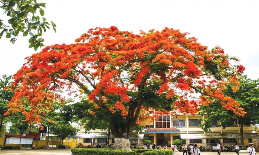 Hè về  xôn xao nỗi nhớ