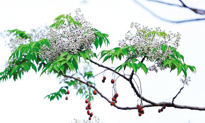 Sắc tím hoa Xoan
