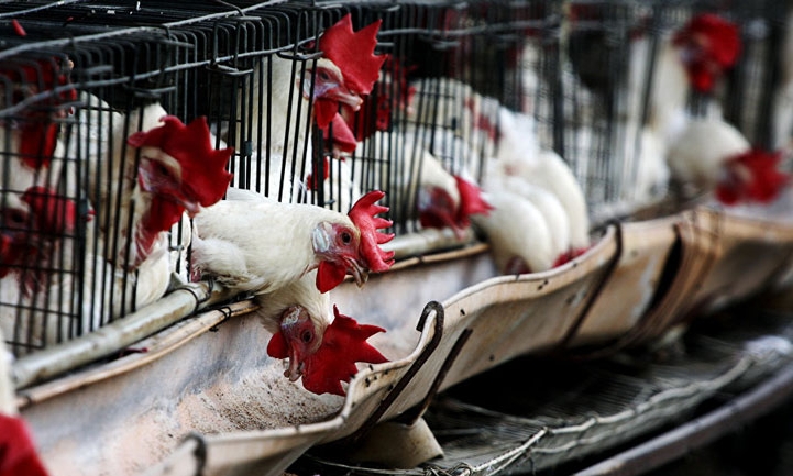 Ổ dịch cúm gia cầm H5N6 bùng phát tại Trung Quốc