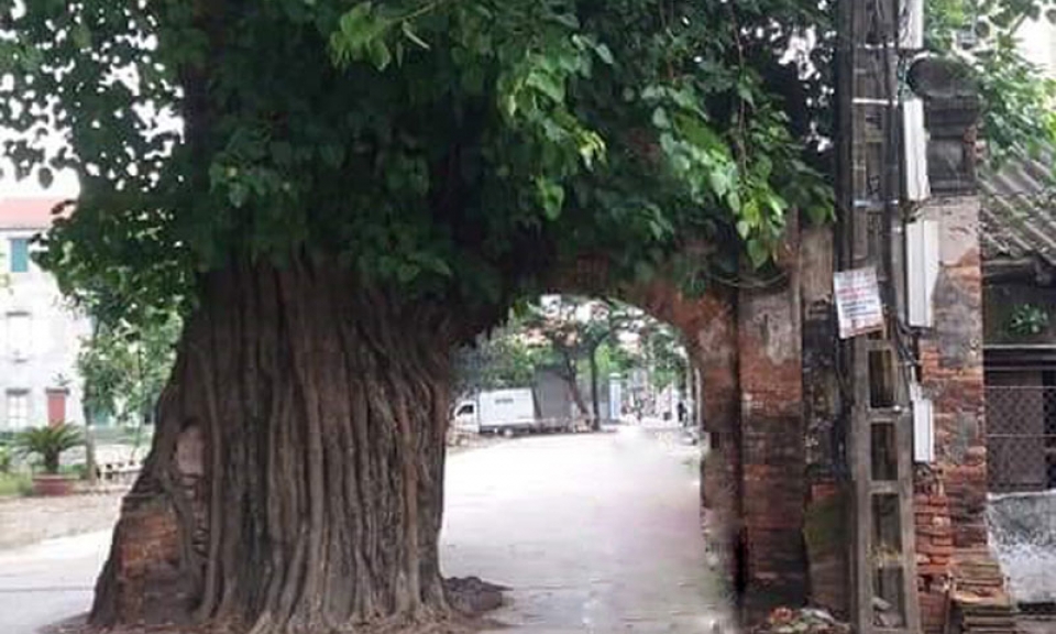 Thân thương một bóng cổng làng