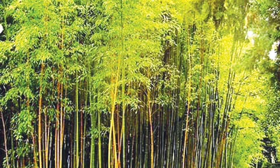 Chuỗi nhạc bổng trầm của nhà thơ Anh Vũ