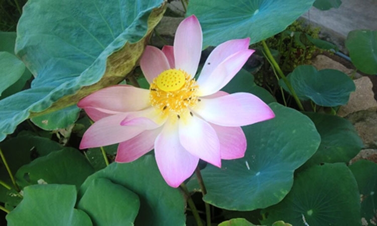 Hạnh phúc đích thực