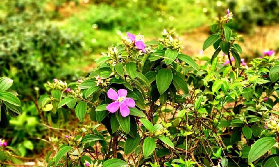 HOA DẠI...