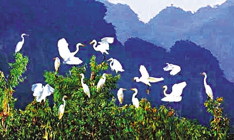 Vườn cò ông ngoại