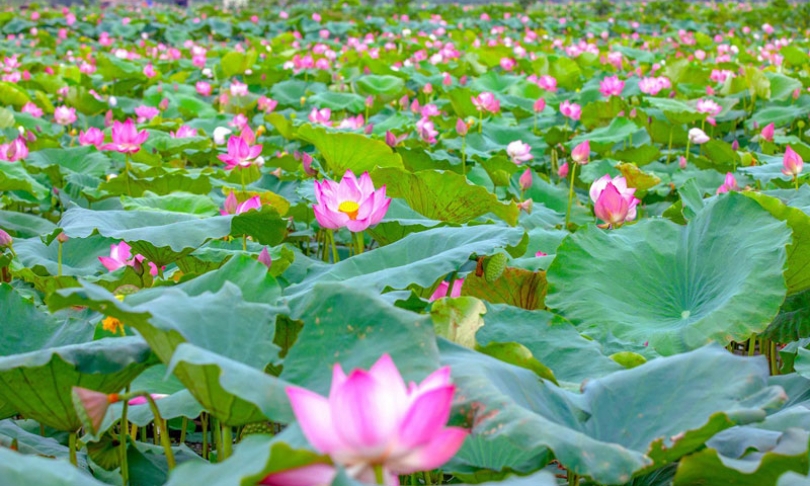 Đi giữa mùa sen nhớ mùa sen