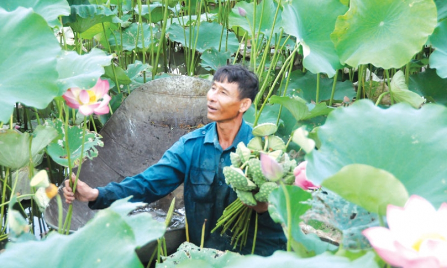 Mùa dầm bùn lấy sen
