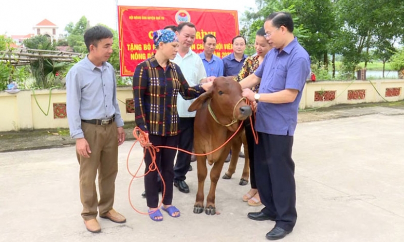 Tặng bò giống sinh sản cho hội viên nông dân nghèo tại xã Phù Lãng