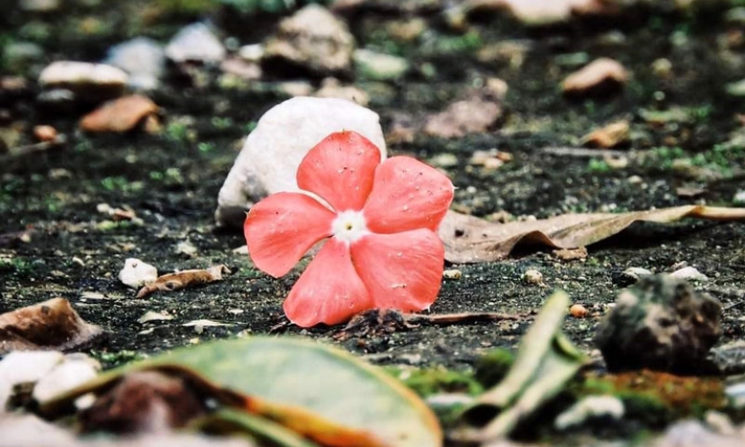 An nhiên giữa những ngày đông lạnh