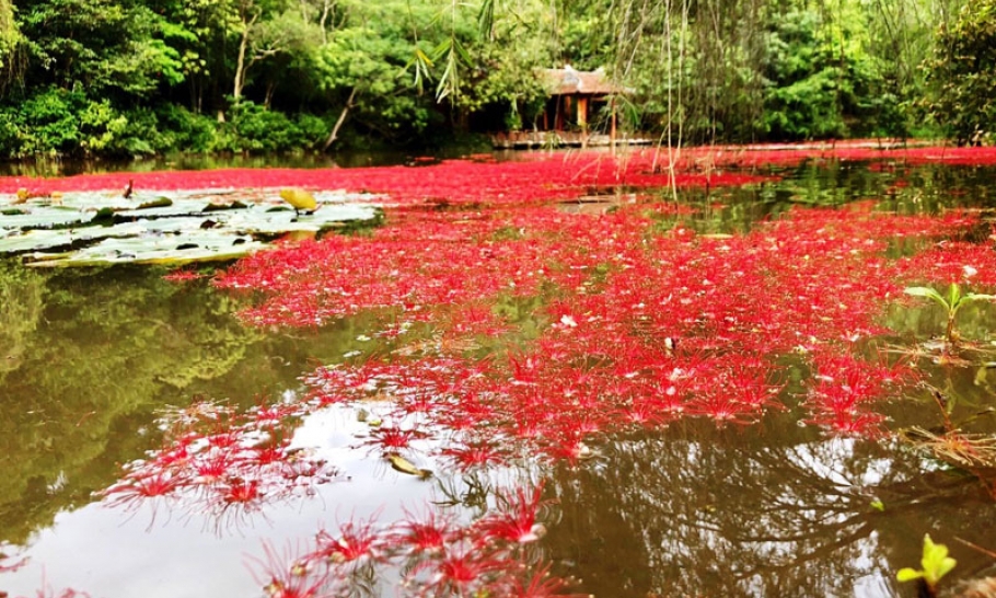 Trưởng thành