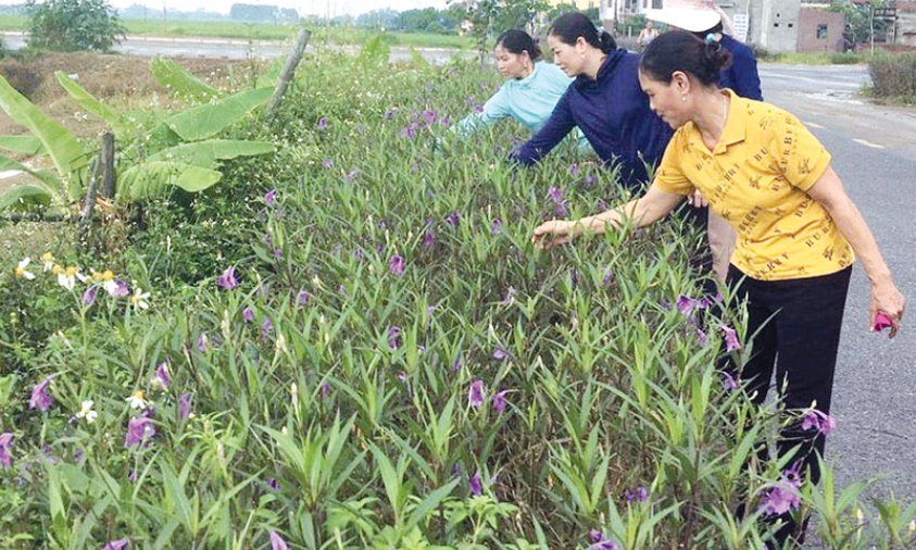 Hội Nông dân chung tay làm sạch môi trường nông thôn