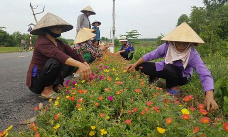 Toàn tỉnh trồng gần 309 nghìn m “Đường hoa phụ nữ”