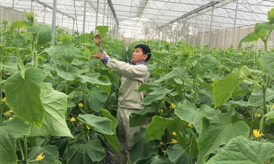 Giám đốc - Trưởng thôn miệng nói, tay làm