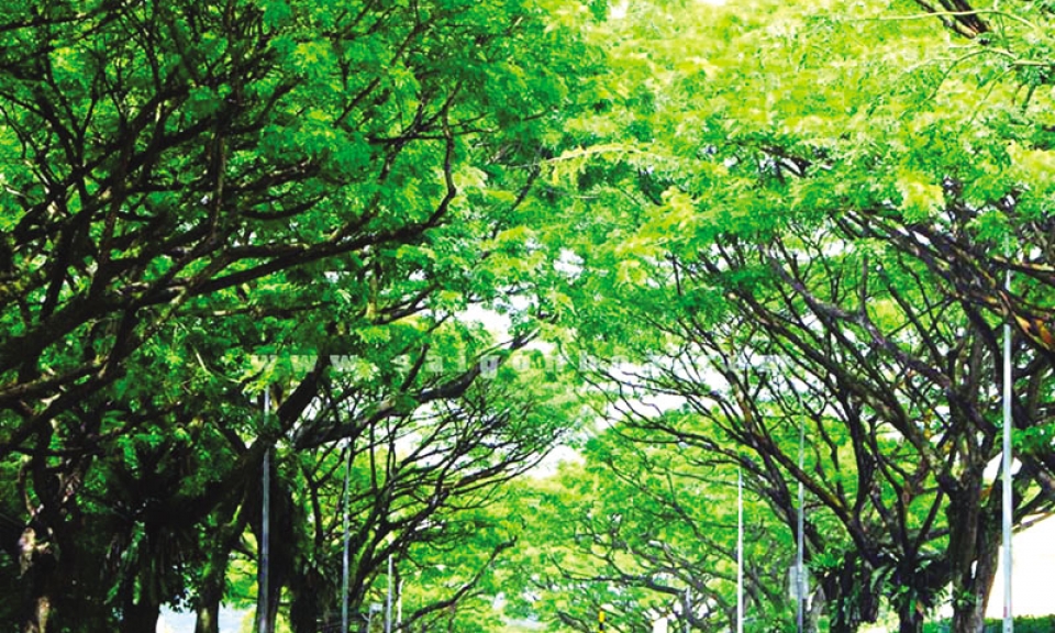 Sài Gòn - tôi nhớ hàng cây