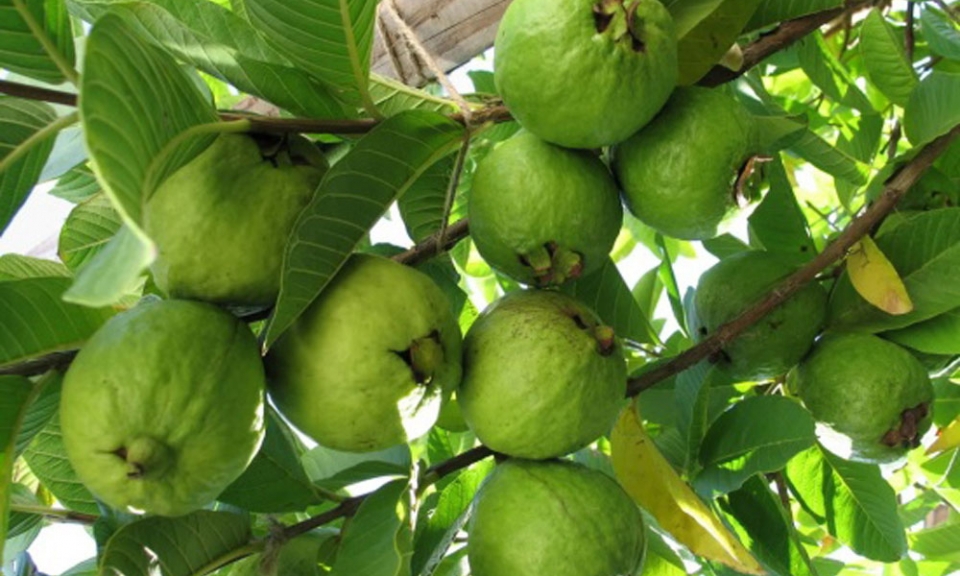 Mùa ổi chín